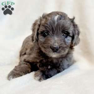 RIPLEY, Mini Aussiedoodle Puppy